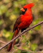 DSC_3975.jpg