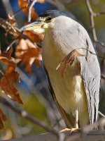 BlackHeron3.jpg