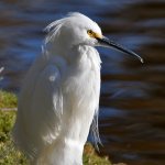 Egret3.jpg