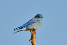 ROY_7381.JPG