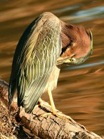 GreenHeron2.jpg