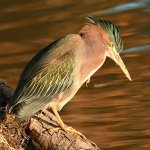 GreenHeron5.jpg