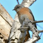 Bluebird2.jpg