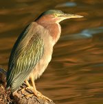 GreenHeron3.jpg