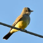 Kingbird2.jpg