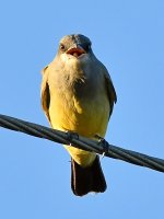 Kingbird3.jpg