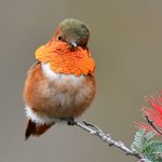 Hummer11.jpg