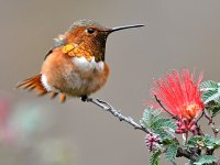 Hummer20.jpg
