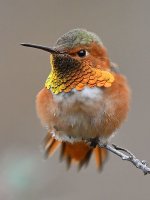 Hummer24.jpg