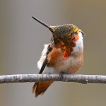 Hummer25.jpg