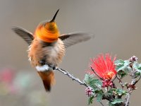 Hummer19.jpg