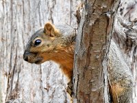 Squirrel.jpg