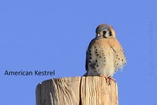 12-19-16-cr__D7K5137.jpg