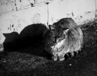 Cat sunning on tar beach-2.jpg
