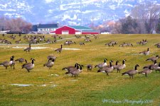 Canada Geese in the Rocky Mountains  #2 12-22-2016.jpg