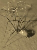 Spider3.jpg