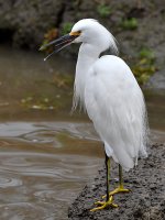 Egret3.jpg