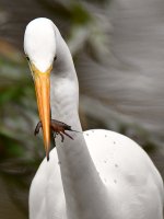 Egret4.jpg