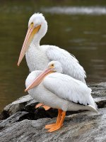 Pelicans.jpg