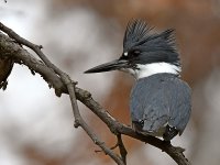 Kingfisher2.jpg