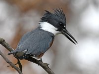 Kingfisher4.jpg