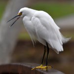 Egret2.jpg