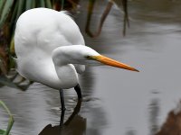 Egret6.jpg