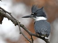 Kingfisher3.jpg