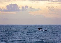 Whale Watching - 23 December 2016.jpg