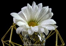 White Daisy 12-23-2016.jpg