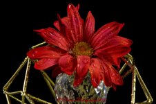 Red Daisy 12-23-2016.jpg