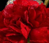Red Carnation Macro 12-23-2016.jpg
