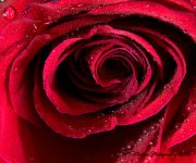 Red Rose Macro 12-23-2016.jpg