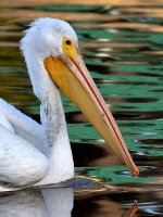 Pelican5.jpg
