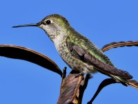 Hummer.jpg