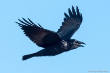 CrowFlies-100.jpg