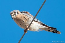 Kestrel-184.jpg