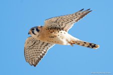 Kestrel-180.jpg