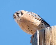 Kestrel-181.jpg