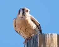 Kestrel-182.jpg