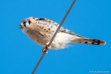 Kestrel-183.jpg