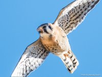 Kestrel-185.jpg
