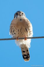 Kestrel-186.jpg