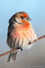 HouseFinchCold-102.jpg