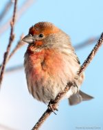 HouseFinchCold-103.jpg