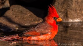 DSC_4227.jpg