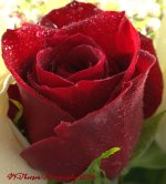 Red Rose Macro 12-24-2016.jpg