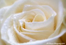 White Rose Macro Soft 12-24-2016.jpg