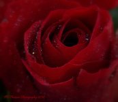 Red Rose Macro Soft 12-24-2016.jpg
