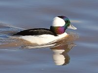 Bufflehead3.jpg